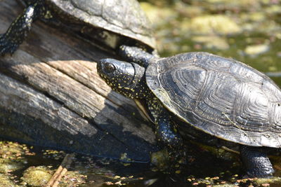 Close-up of tortue on wood