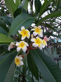 Close-up of yellow flowering plant