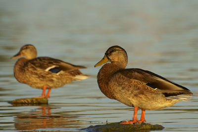 Close-up of ducks in water