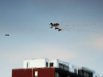 Low angle view of bird flying in sky