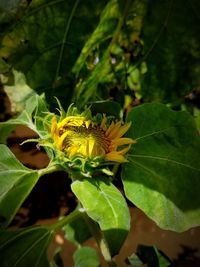 Close-up of butterfly on flower