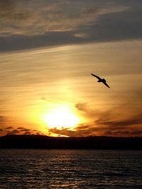 Silhouette of birds flying over sea at sunset