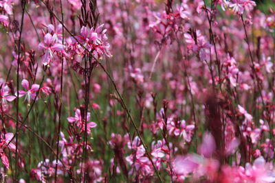 Close-up of pink flowering plant in park