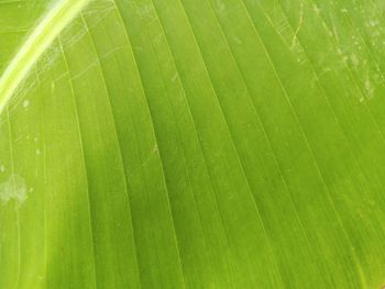 Full frame shot of green leaf