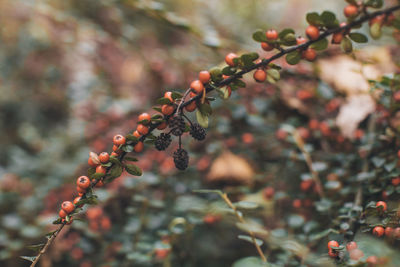 Close-up of berries growing on tree