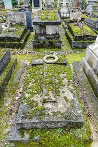 High angle view of plants growing in cemetery