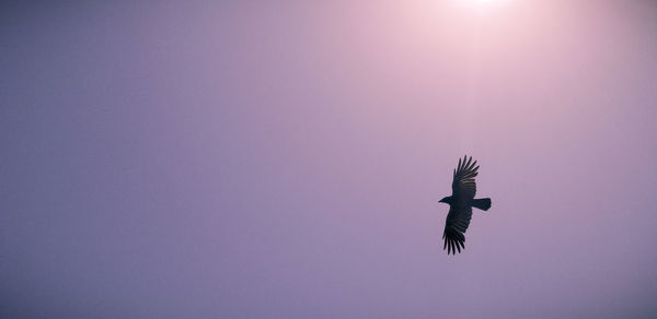 Low angle view of bird flying against sky