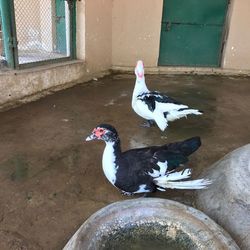 Birds on wall