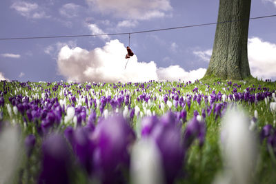 Panoramic view of purple flowering plants on field against sky