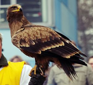 Close-up of owl perching outdoors