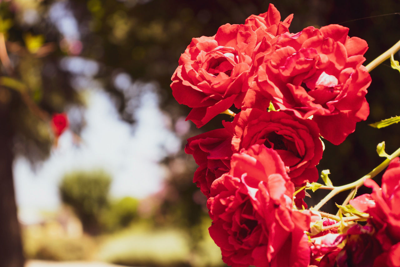 CLOSE-UP OF RED ROSE AGAINST BLURRED BACKGROUND