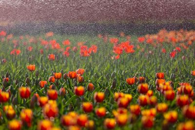 Red tulips growing on field