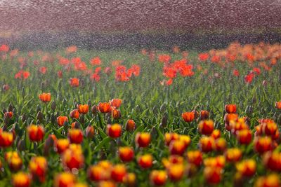 Close-up of red poppy flowers on field