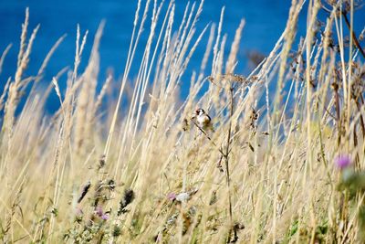 Close-up of plants growing in field