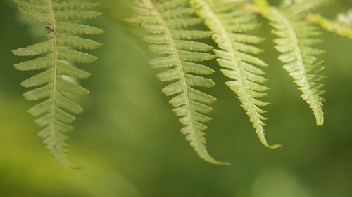 Close-up of fern leaves