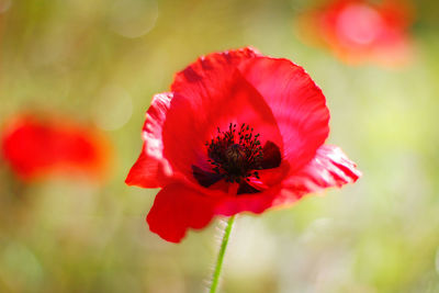 Close-up of red poppy flower