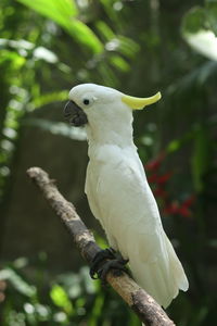 Close-up of parrot perching on tree