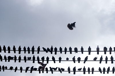 Low angle view of birds flying in sky