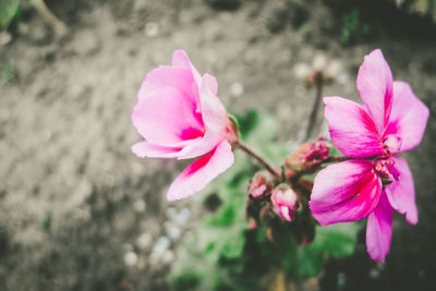 Close-up of pink rose flower