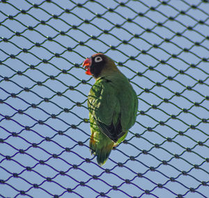Close-up of a bird perching on chainlink fence