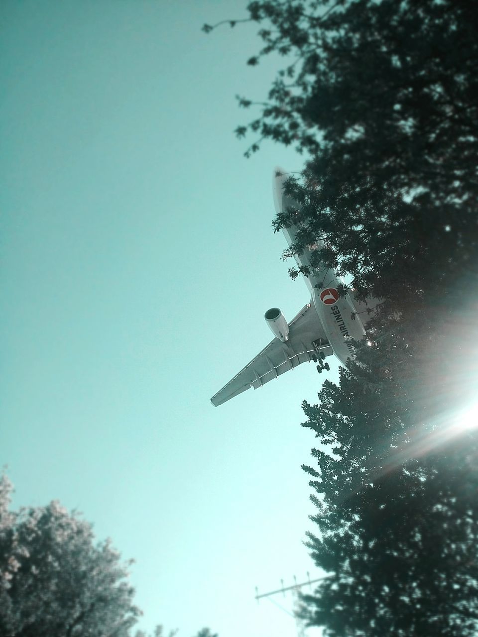 LOW ANGLE VIEW OF TREES AGAINST SKY