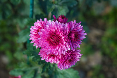 Close-up of pink flower