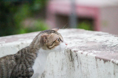 Close-up of a cat