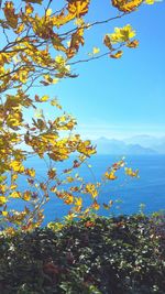 Low angle view of flowering plants against blue sky