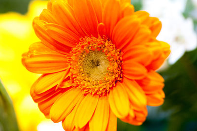 Close-up of orange flower blooming outdoors