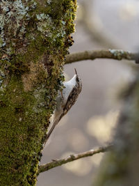 Common treecreeper certhia familiaris perching on a tree trunk with blurred background. 