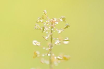 Close-up of pink flowers