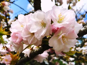 Close-up of pink flowers blooming on tree