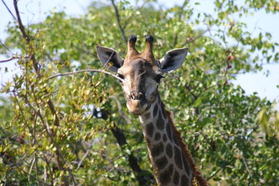 Close-up of giraffe by trees at kruger national park