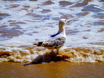 View of seagull on beach