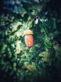 Close-up of fruits growing on tree