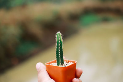 Close-up of hand holding small leaf