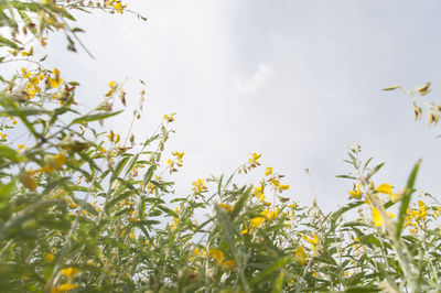 Low angle view of yellow flowers