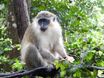 Monkey sitting on a tree