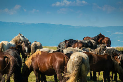 Beautiful wild horses at mountain cincar