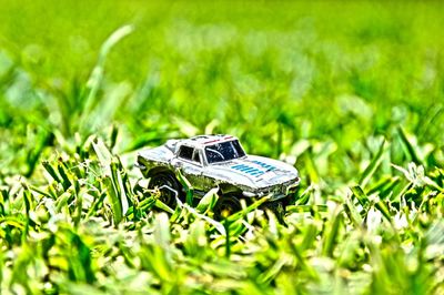 Close-up of grass on field