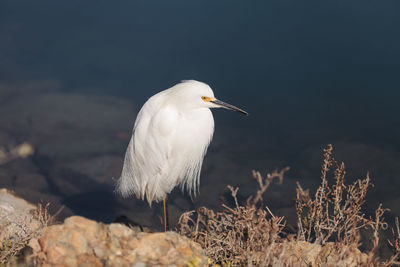 Close-up of bird perching on rock