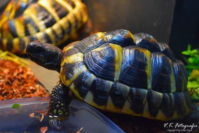 Close-up of tortoise