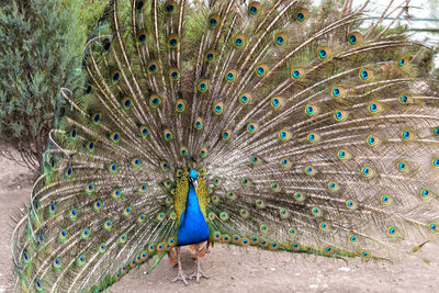 Close-up of peacock feathers