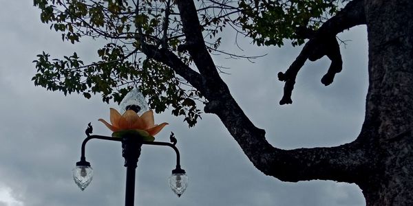 Low angle view of flowering tree against sky