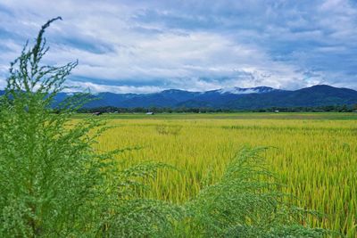 Scenic view of agricultural field against sky