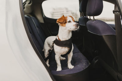 Dog sitting in a car