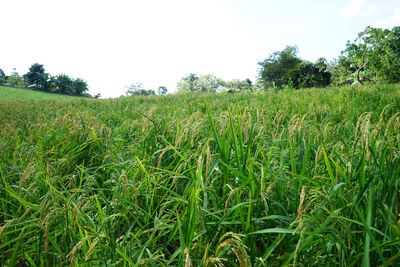 Scenic view of wheat field against clear sky