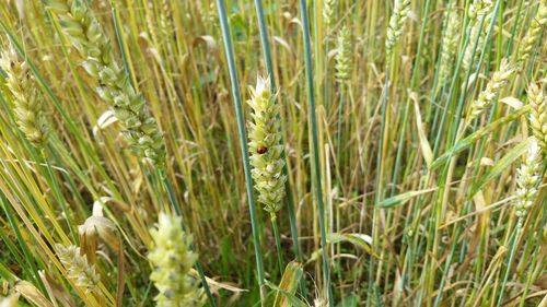 Full frame shot of grass