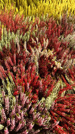 Full frame shot of multi colored flowers on field