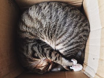 High angle view of cat sleeping in box